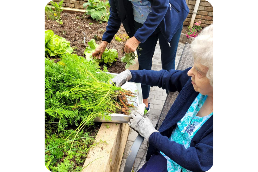 Resident Elsie Tranter picking carrots out of the vegetable patch