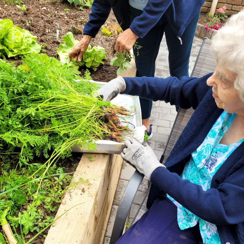 A resident picking carrots from the vegetable patch