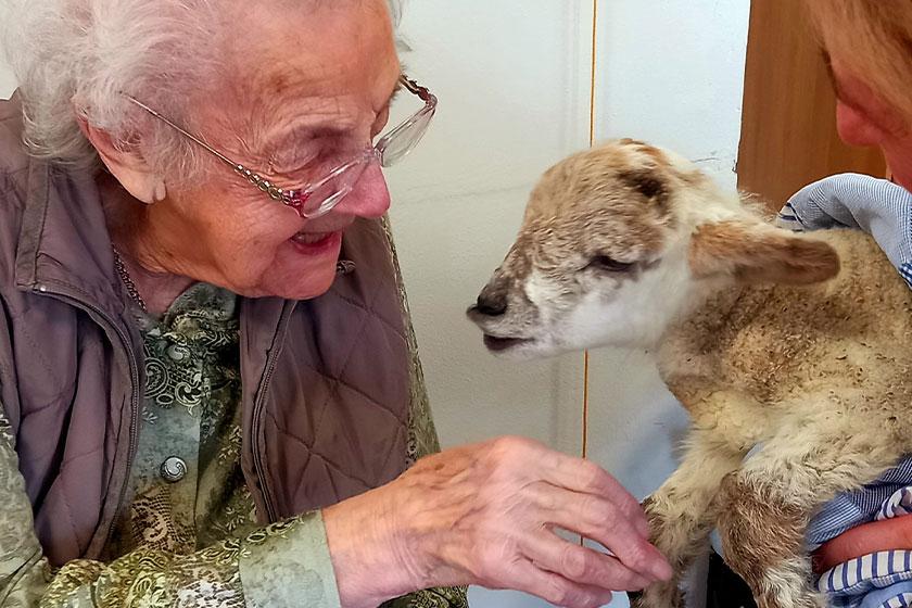 Resident Glenis pets a lamb during a surprise Easter visit to Regent Residential Care Home in Worcester 