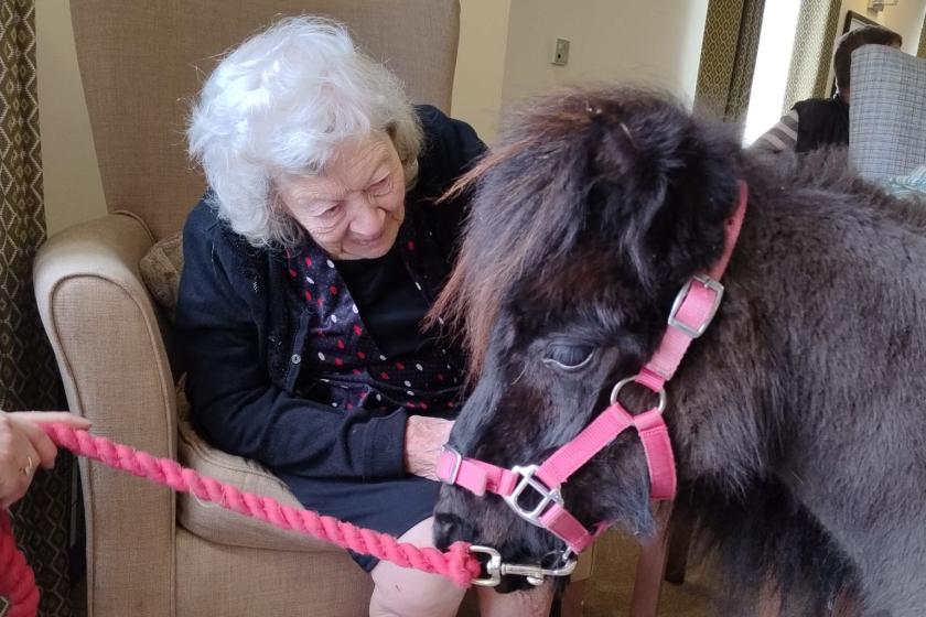 A care home resicent sitting in an armchair pets a black pony with a pink lead.