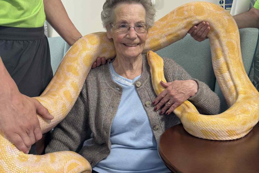 A resident holding a giant python during an animal encounter experience