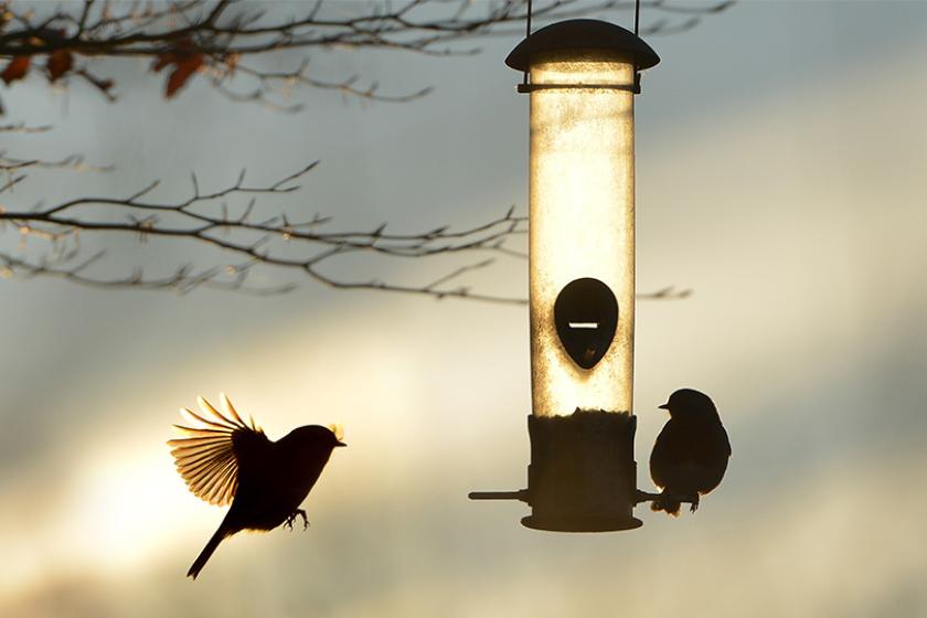 Two birds flying around a bird feeder during sunset.