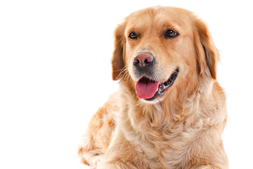 Golden Labrador Golden Labrador