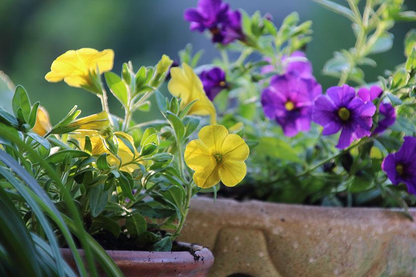 Flowers blooming in a garden Flowers blooming in a garden