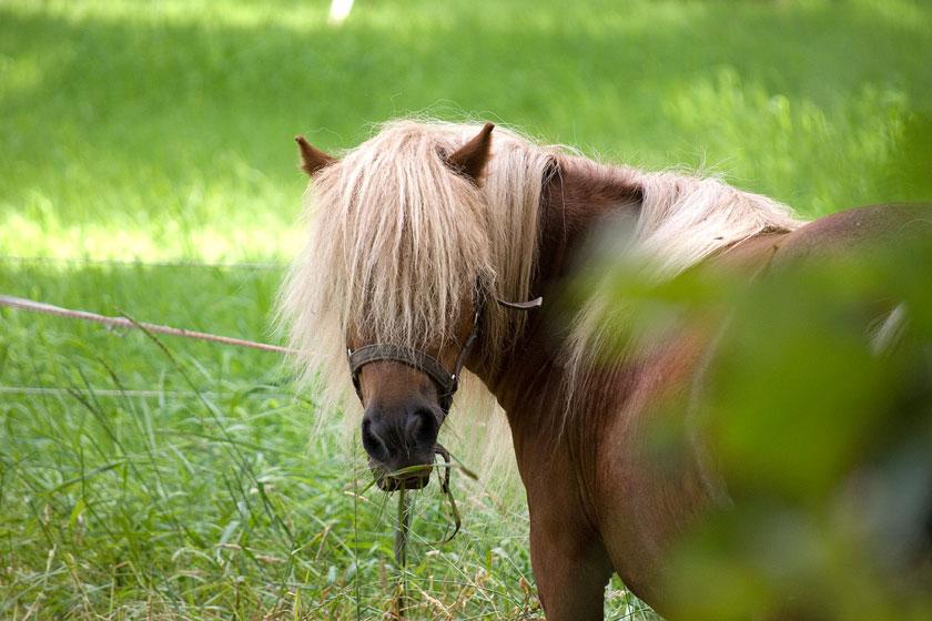 A Shetland pony