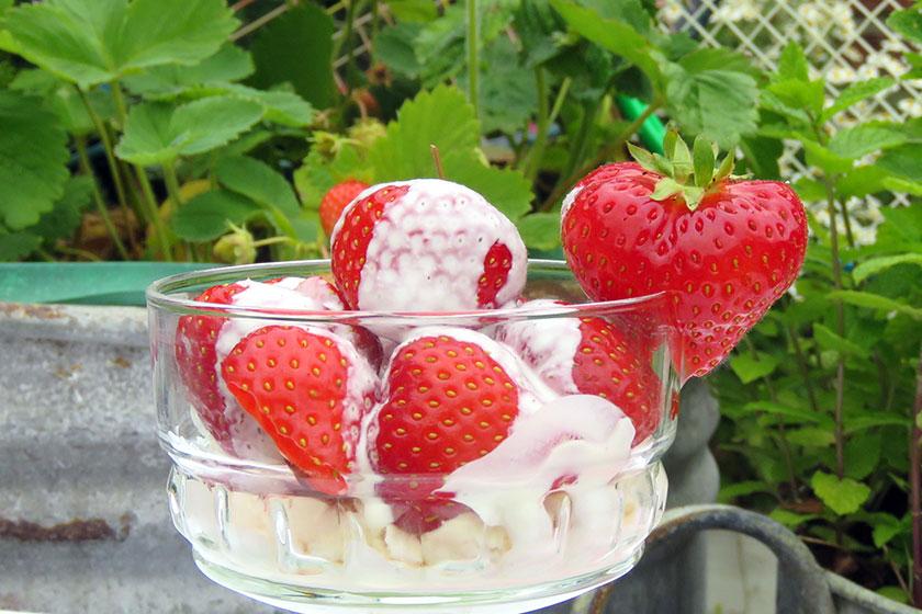 Strawberries and cream. Strawberries and cream.