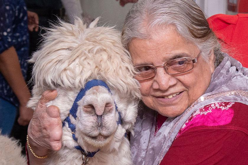 Alpacas drop into Asra House Resident Mrs Vanat at Asra House Residential Care Home in Leicester with a visiting Alpaca