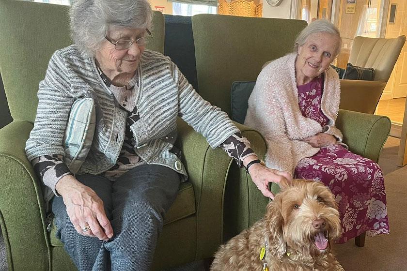 Upton Dene residents love cuddles with labradoodle Ned Residents at Upton Dene Residential and Nursing Home, our Sanctuary Care home in Chester, with therapy dog Ned