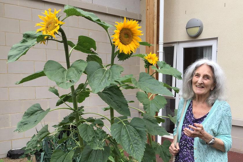 Resident Judy McDonald admires the home's sunflowers Resident Judy McDonald, who lives with dementia at Haven Residential Care Home in Pinner, Middlesex, admires the sunflowers the residents have planted