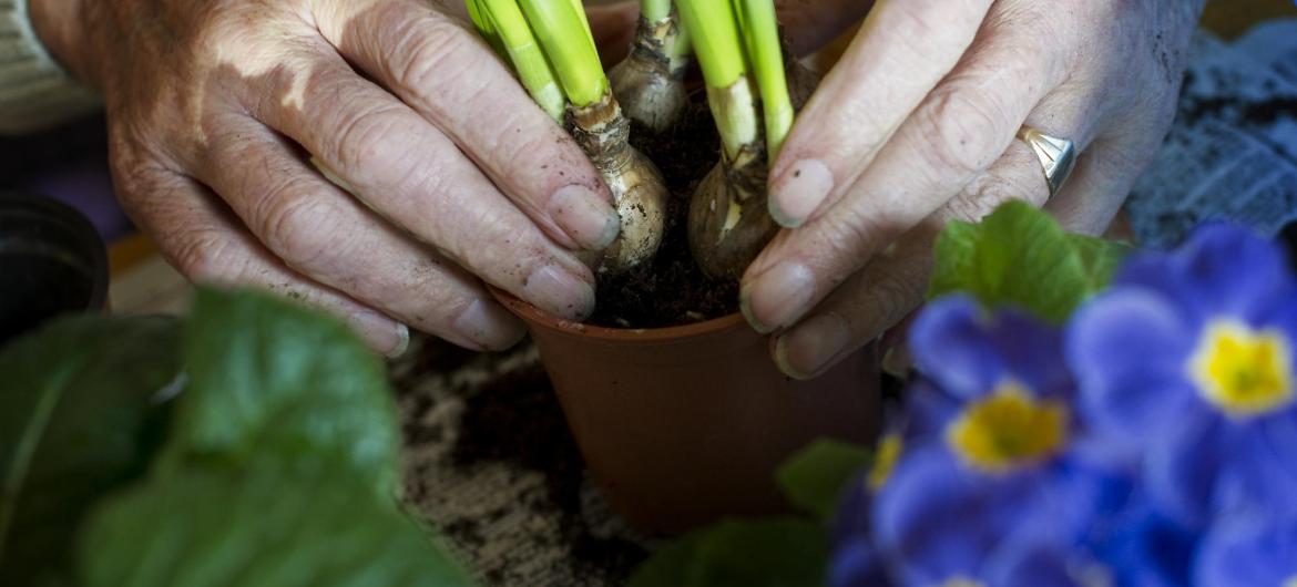 A resident plants some bulbs in a flower pot.