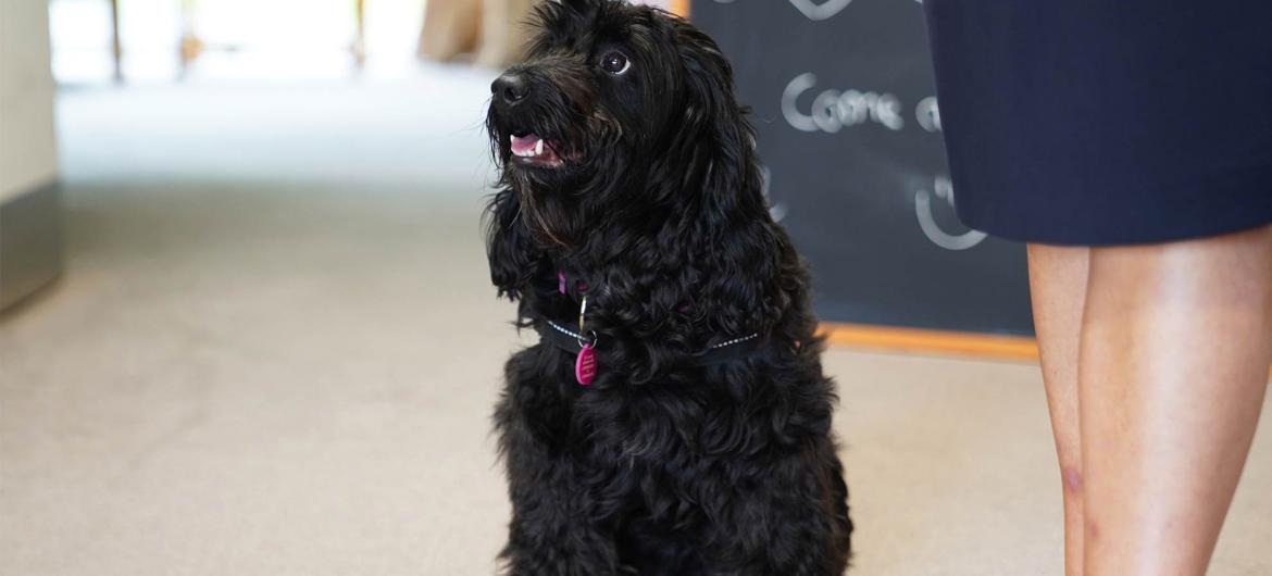 Close up of a black dog with a blue and red collar