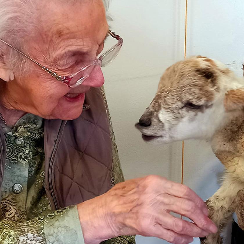 Resident Glenis pets a lamb during a surprise Easter visit to Regent Residential Care Home in Worcester 