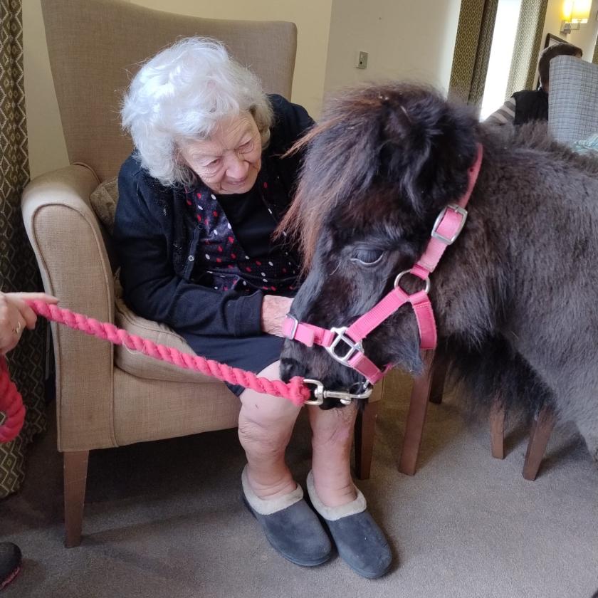 A care home resicent sitting in an armchair pets a black pony with a pink lead.
