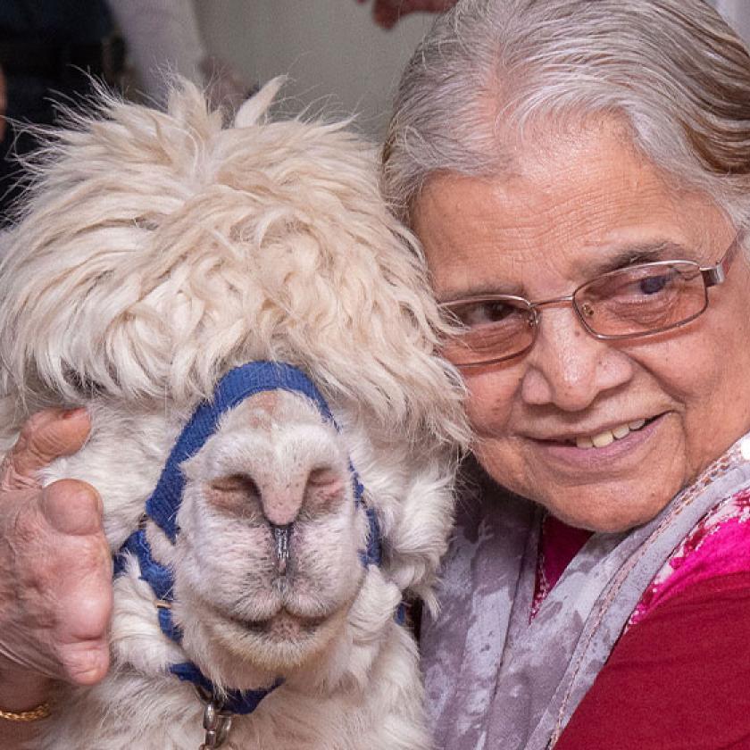 Resident Mrs Vanat at Asra House Residential Care Home in Leicester with a visiting Alpaca