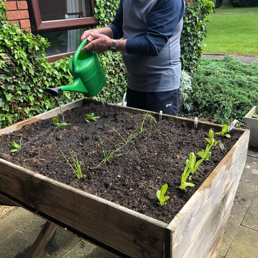 Male resident watering a raised wooden planter with sprouting plants